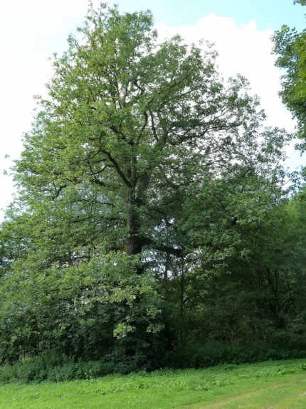 Bild 1 von Eiche am Emder Wald